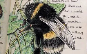 Woman Decides To 'Record' The Things She's Discovering, Starts A Journal To Illustrate The Natural World