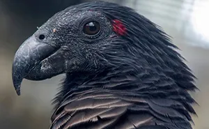 Person Compiles "A Non-Comprehensive List Of Birds That Piss Me Off", And It's A Hilariously Nonsensical Read
