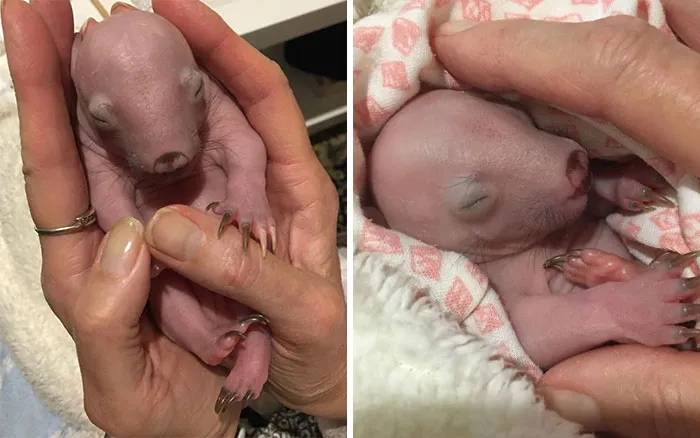 An Orphaned Baby Wombat Was Found In Her Dead Mother's Pouch Weighing Just 120 Grams, Got Rescued