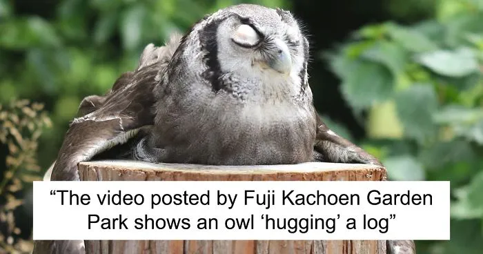 An Owl Named Calula ‘Hugs’ A Log And Leaves The Internet Wondering Why