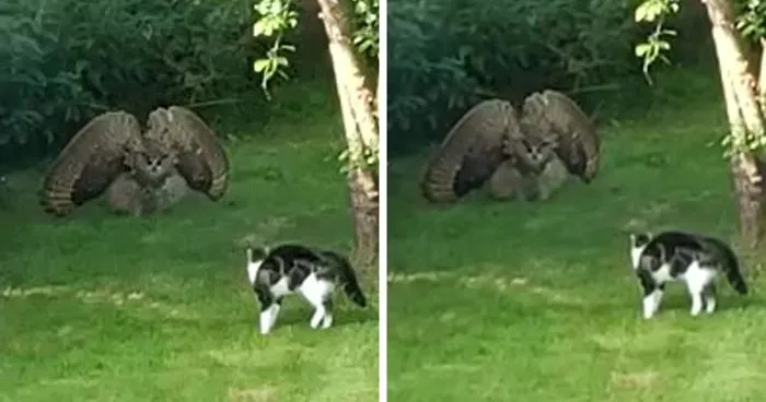 This Bird Of Prey Tries To Intimidate A Defenseless Family Cat By Showing How Big It Is