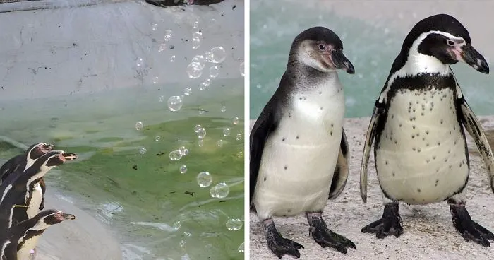 Someone Donates A Bubble Machine To The Penguins Of Newquay Zoo And They Love It