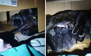 40 ‘My House, Not My Cat’ Pics That You Will Love If You’ve Ever Wanted To Find A Strange Cat Show Up In Your Home
