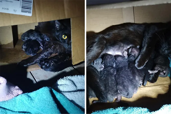 My House, Not My Cat. Came Home Yesterday To Find That Santa Left This Black Kitty On My Balcony... Who Then Proceeded To Give Birth To 7 Little Beans. 7 Black Cats Born On Christmas, That's Gotta Be Lucky