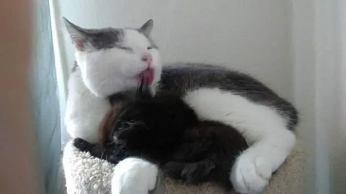 Swirl es mi gato, y solía robar gatitos y traerlos a casa