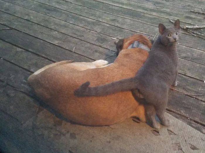 My Deck, Not My Cat Or Dog!! My Neighbor's Pets Came To Visit Me This Morning!!