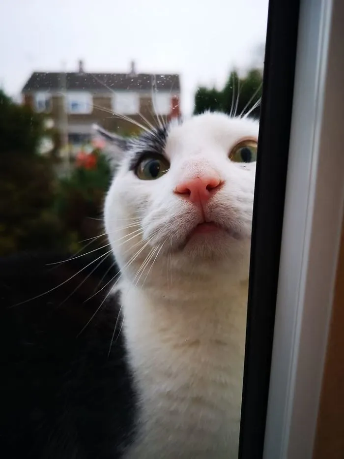 Why Do Neighbourhood Cats Always Come To My House