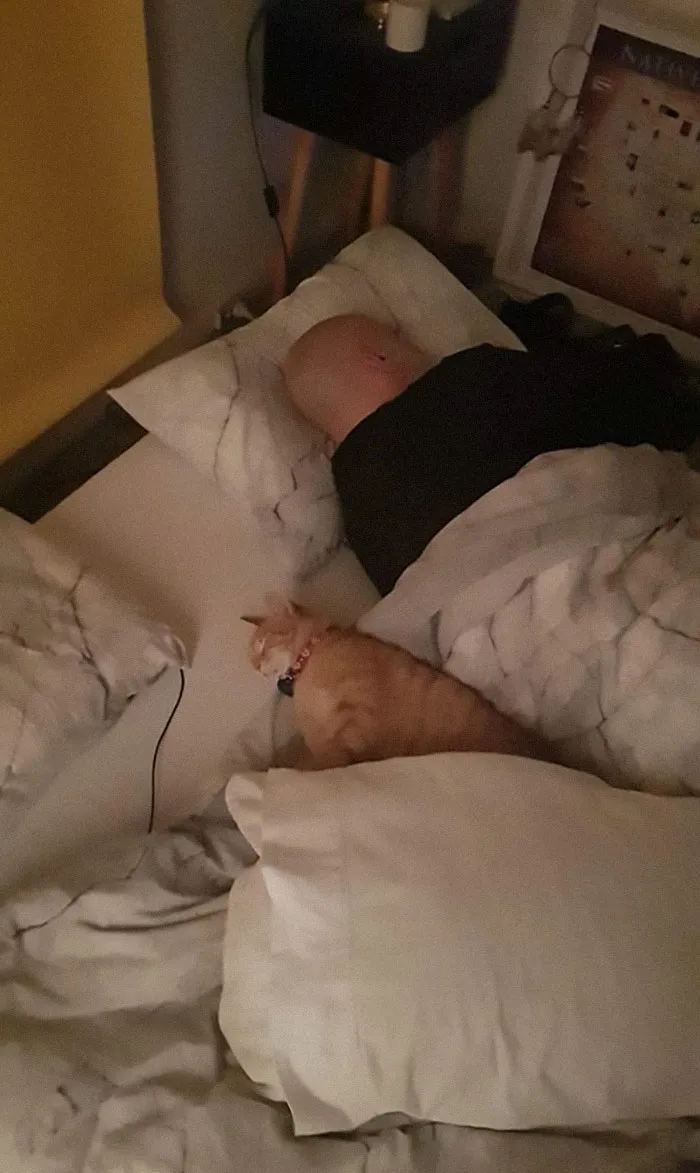 My Flat, Not My Cat