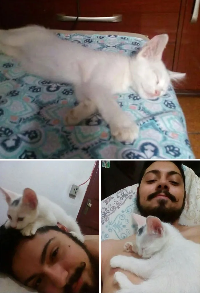 1: Este no es mi gato, se ha colado en casa y ha dormido en mi cama. 2: Ahora se me sube encima. 3: Definitivamente, ahora es mi gato
