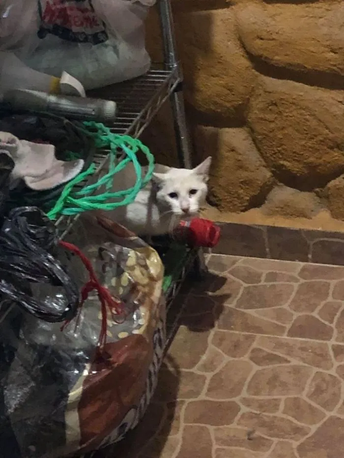 Mi novia me preguntó qué hacía un gato en el lavadero, me mandó una foto y me enamoré del gato, así que ahora es de la familia