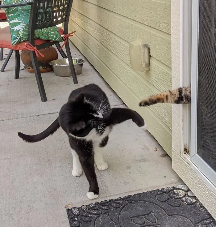 My House... Not My Cat...
