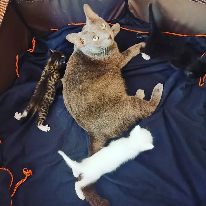 Mamá gata que dio a luz en nuestro cobertizo. Quizá nos quedemos a sus bebés también