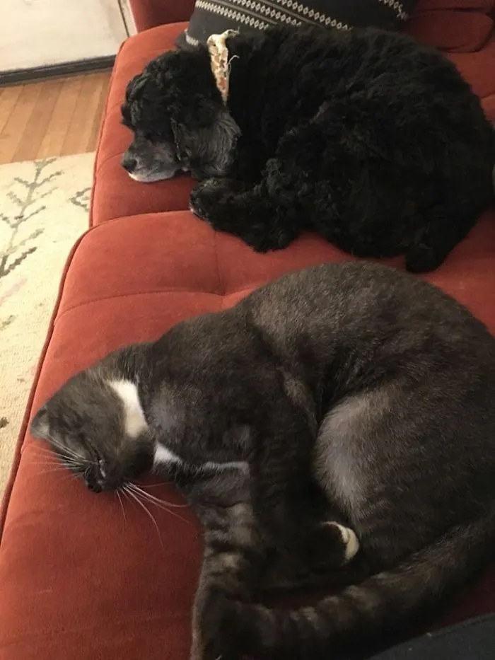 My Dog, My Couch. Not My Cat