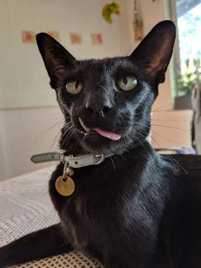 Mr. Black, el gato del vecino que nos visita cada día. No es nuestro, pero él cree que si