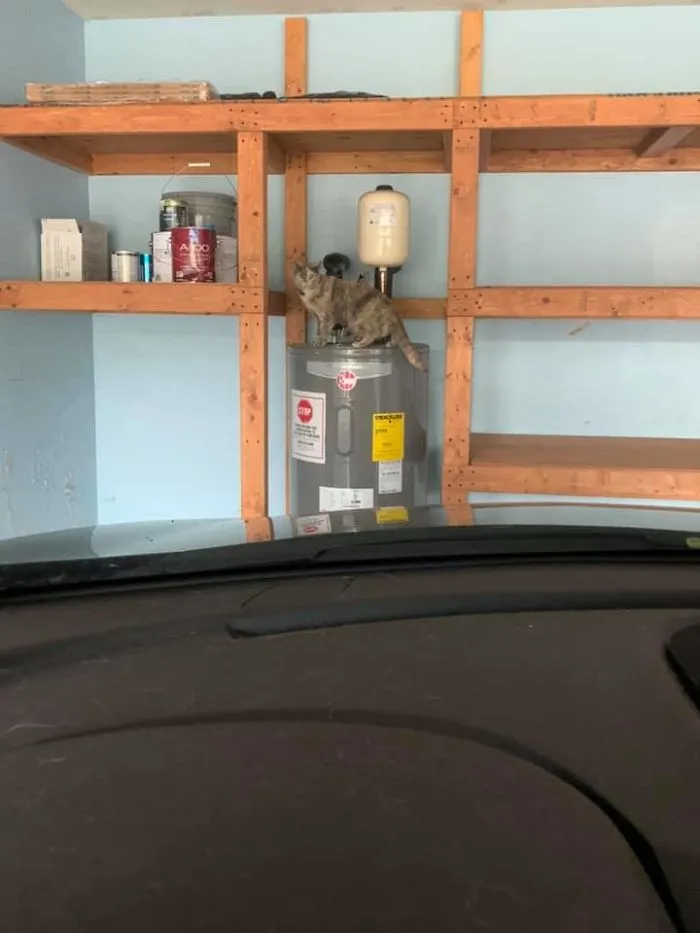 I Just Bought A House. It Apparently Came With A Cat. No One Told Me. I Don’t Even Have A Sofa Yet, But I Have A Pet? My House, Not My Cat