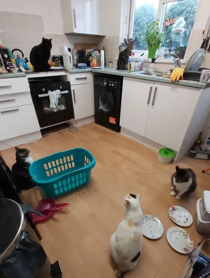Fui a la cocina a dar de comer a mis 3 gatos y me encontré con 5