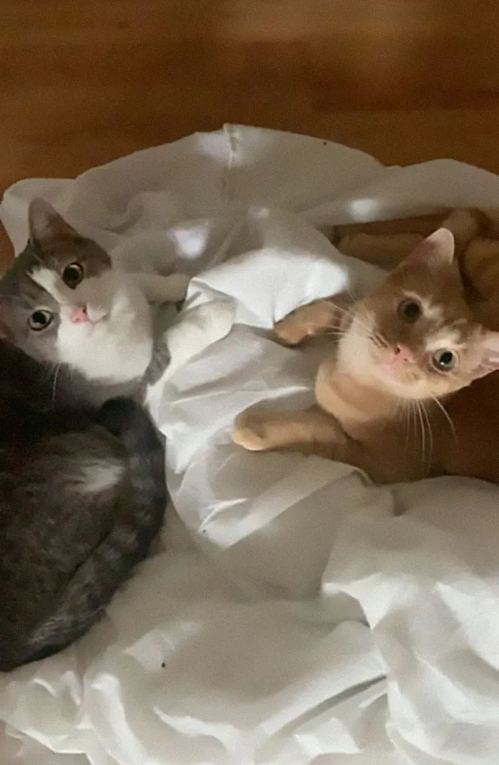 Tengo 2 gatos y un perro, pero este naranja apareció en mi casa y no era mio. Tenía chip, quedé con su dueña, que me dijo que llevaba 3 semanas desaparecido y ya no lo quería. Así que ahora es mi gato