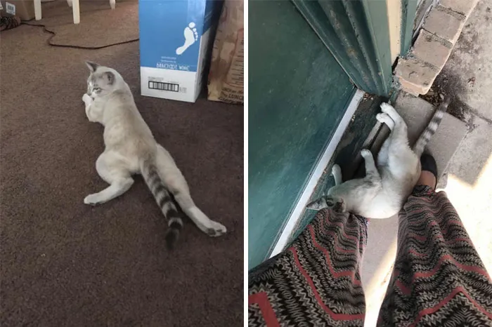 Un día dejé la puerta abierta algo más de lo debido y este bichillo entró corriendo