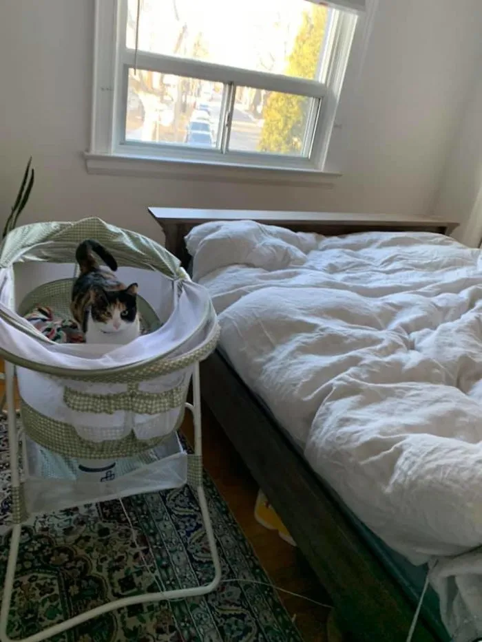 My Baby’s Bassinet, Not My Cat