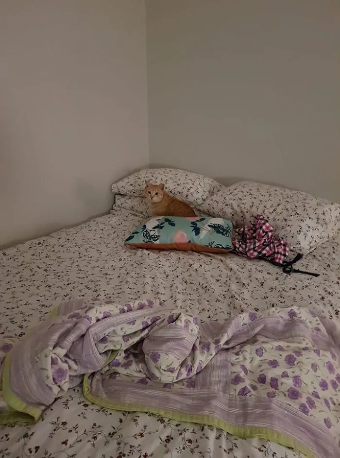 My Bed. Not My Cat. Left The Front Door Open And Came Into My Room To Find This Kitty