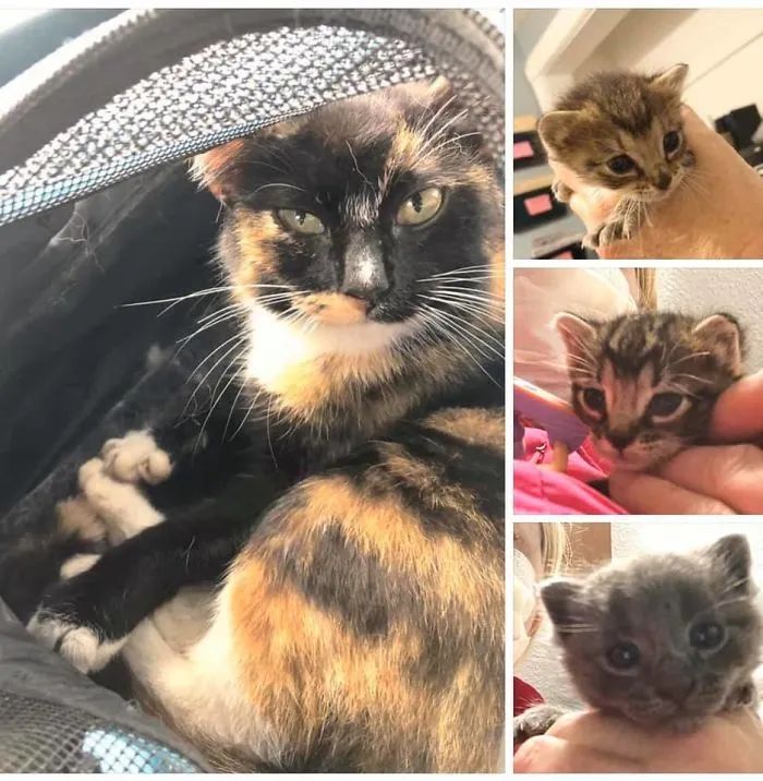 Esta gata no es mía, pero ahora vive conmigo y se ocupa de unos gatitos que no son míos ni suyos, como madre adoptiva