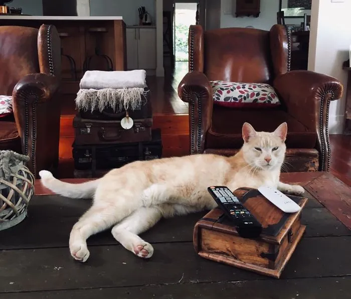 My House. My Coffee Table. Not My Cat