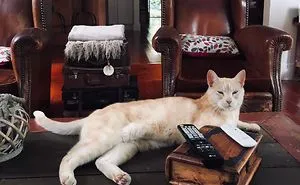 40 ‘My House, Not My Cat’ Pics That You Will Love If You’ve Ever Wanted To Find A Strange Cat Show Up In Your Home