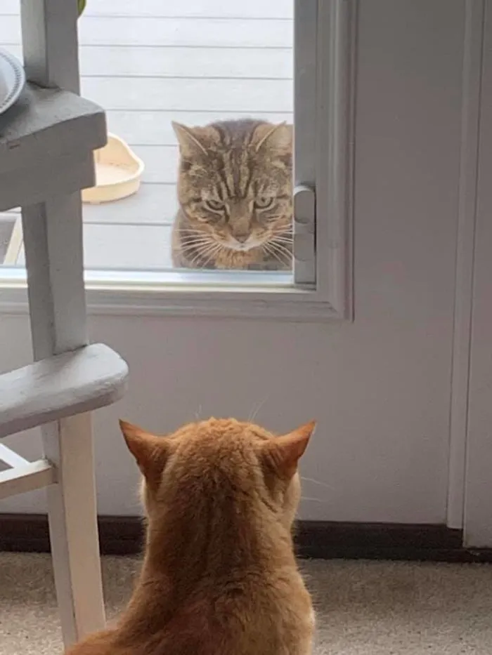 Casa de mis padres, ninguno de estos gatos es suyo