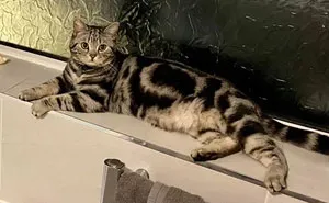 40 ‘My House, Not My Cat’ Pics That You Will Love If You’ve Ever Wanted To Find A Strange Cat Show Up In Your Home