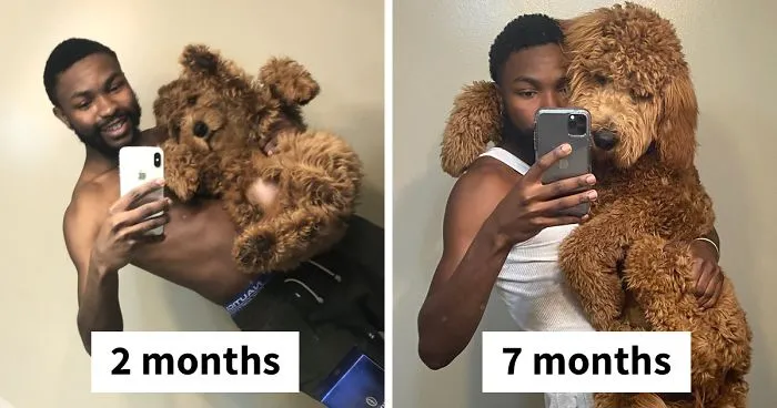 People On Twitter Are Posting Pics Of Their Dogs As Little Puppies Vs. What They Look Like Now (30 Pics)