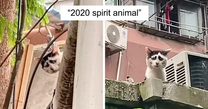 This Cat's Facial Markings Make It Look Super Sad And You Might Even Start Feeling Bad For It (7 Pics)