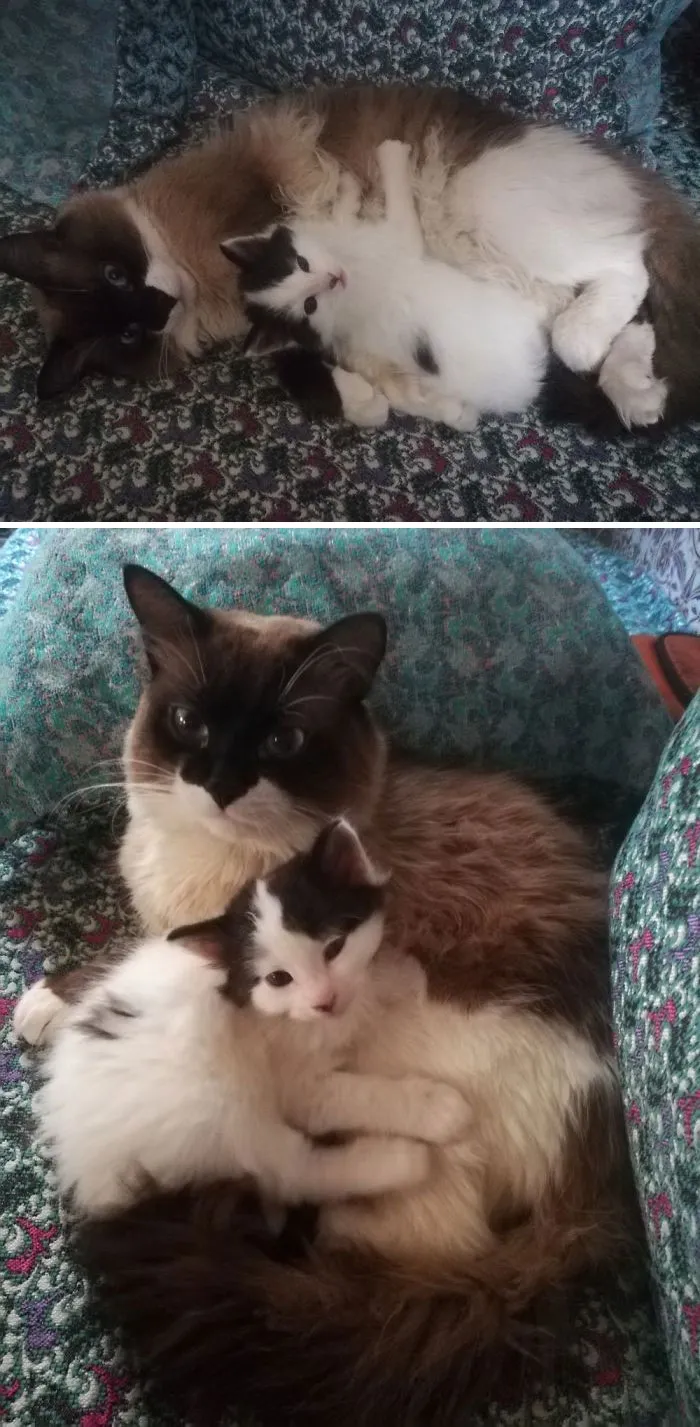 Little Oscar, Technically, It's Our Other Cat Who Adopted Him.