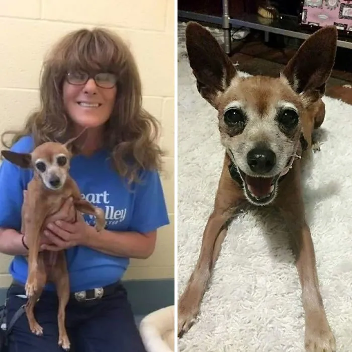 I Rescued A 12-13 Yr Old Dog Three Years Ago. This Is Her Being Held By One Of The Animal Shelter Employees And The Other Is About 20 Mins After Being In Her New Forever Home! Sweet Chloe