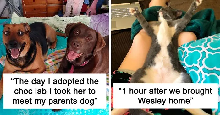 50 Photos By Our Readers Of Their Pets Just Moments After They'd Adopted Them