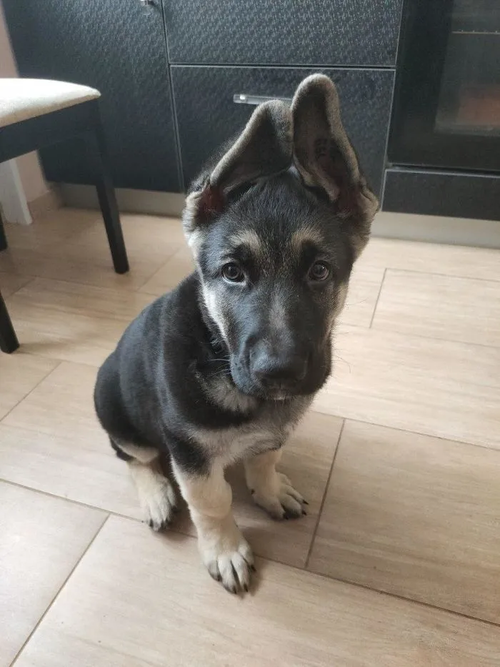 Ears!