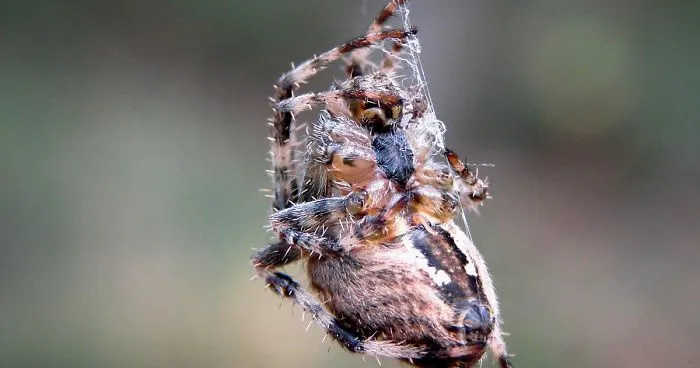 My 21 Photographs Show What The Life Of Insects Is Like