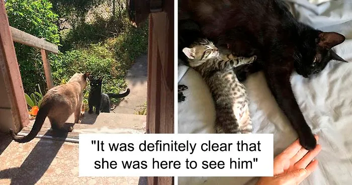 Stray Cat ‘Asks’ Woman To Let Her Inside So She Can Have Her Babies