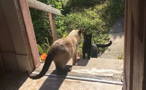 Stray Cat ‘Asks’ Woman To Let Her Inside So She Can Have Her Babies