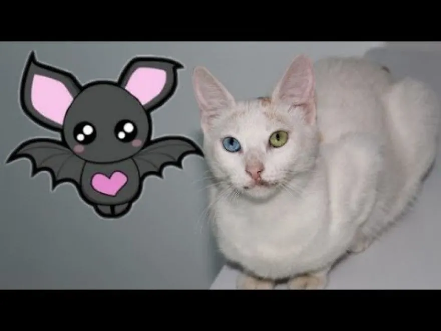 My Lovely Cat Caught The Little Night Bat And Took It To The Room ,she Is Happy  To Be With Her.