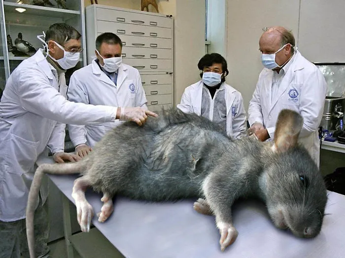 Digital Artists Photoshopped Oversized Animals And The Result Might Give You Nightmares (110 Pics)