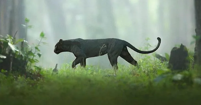 19 Stunning Photos Of A Rare Black Panther Roaming In The Jungles Of India