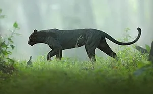 19 Stunning Photos Of A Rare Black Panther Roaming In The Jungles Of India