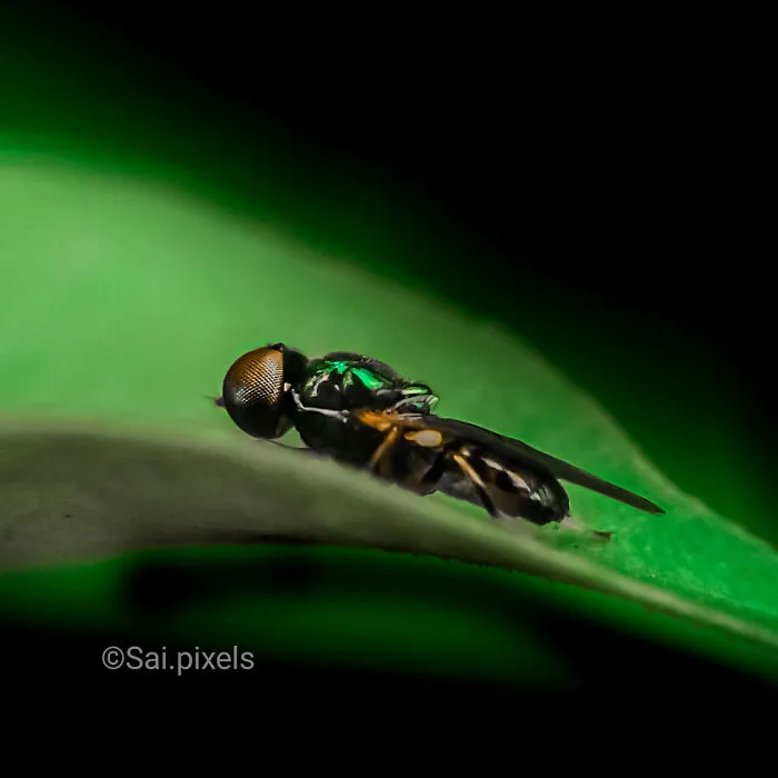 My Micro Photography Pictures Show This World In A Different Way (12 Pics)