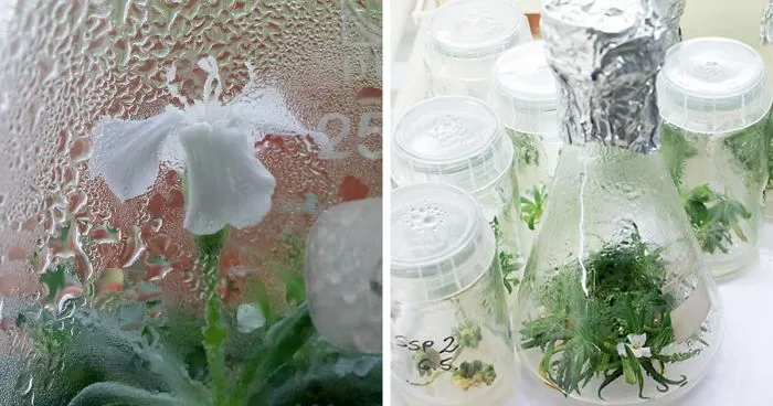 Scientists Grew A Plant From A 32,000-Year-Old Seed And It's All Thanks To Squirrels