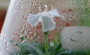 Scientists Grew A Plant From A 32,000-Year-Old Seed And It's All Thanks To Squirrels