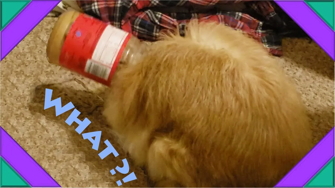 I Dropped An Empty Peanut-Butter Jar On The Floor For A Dog To Find And Enjoy. A Fuzzy Floof Found It First.