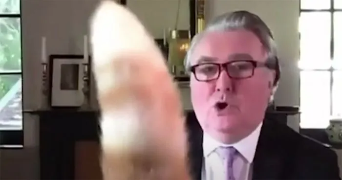"I Apologize For My Cat’s Tail": Scottish MP Goes Viral After His Cat Photobombs A Zoom Meeting