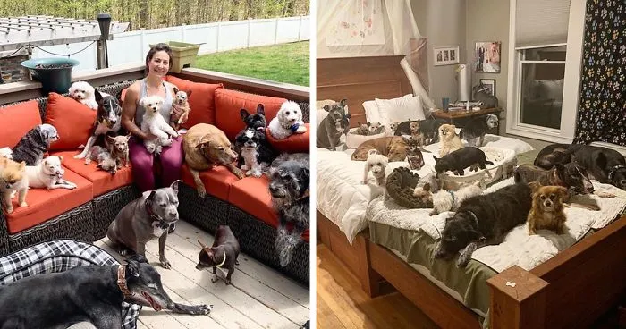Couple Spends $55,000 Customizing Their House To Give The Best Quality Of Life To 20 Senior And Special Needs Dogs