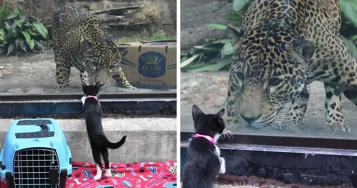 Estos animales de un refugio fueron llevados de excursión al zoo para conocer a sus parientes exóticos
