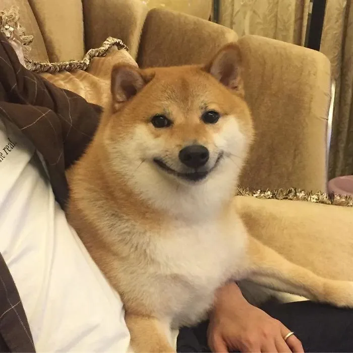 Shiba Cheems